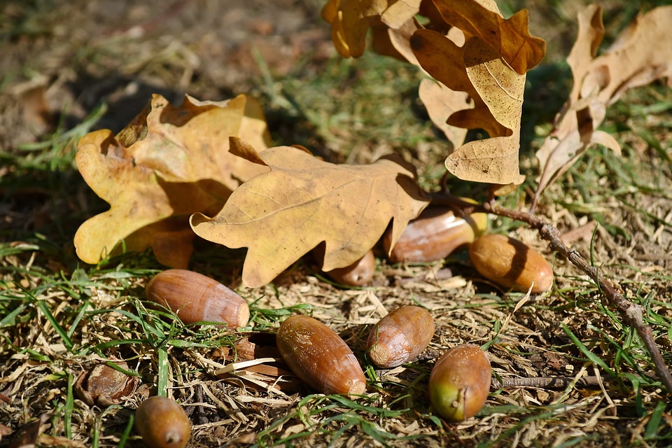Acorn autumn season branch