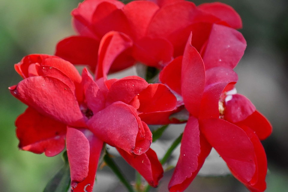Red flower leaf