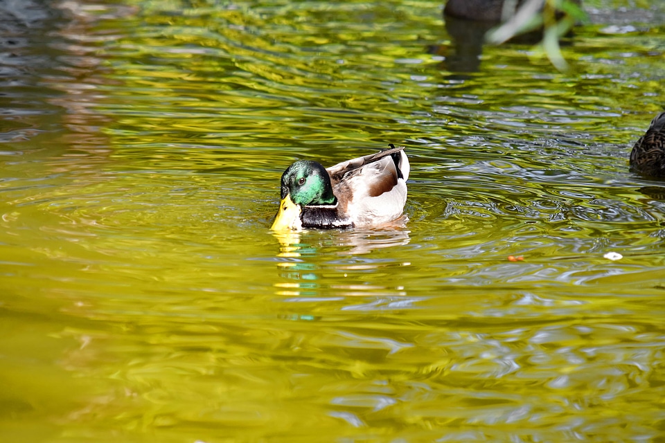 Beautiful Photo colorful mallard