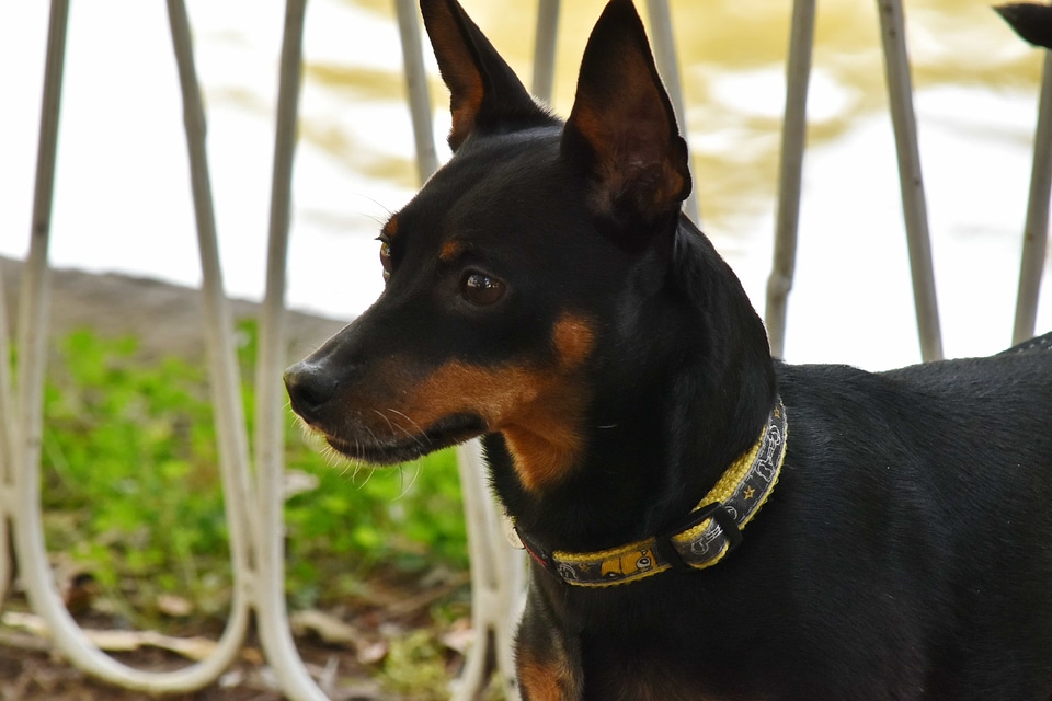 Adorable black dog