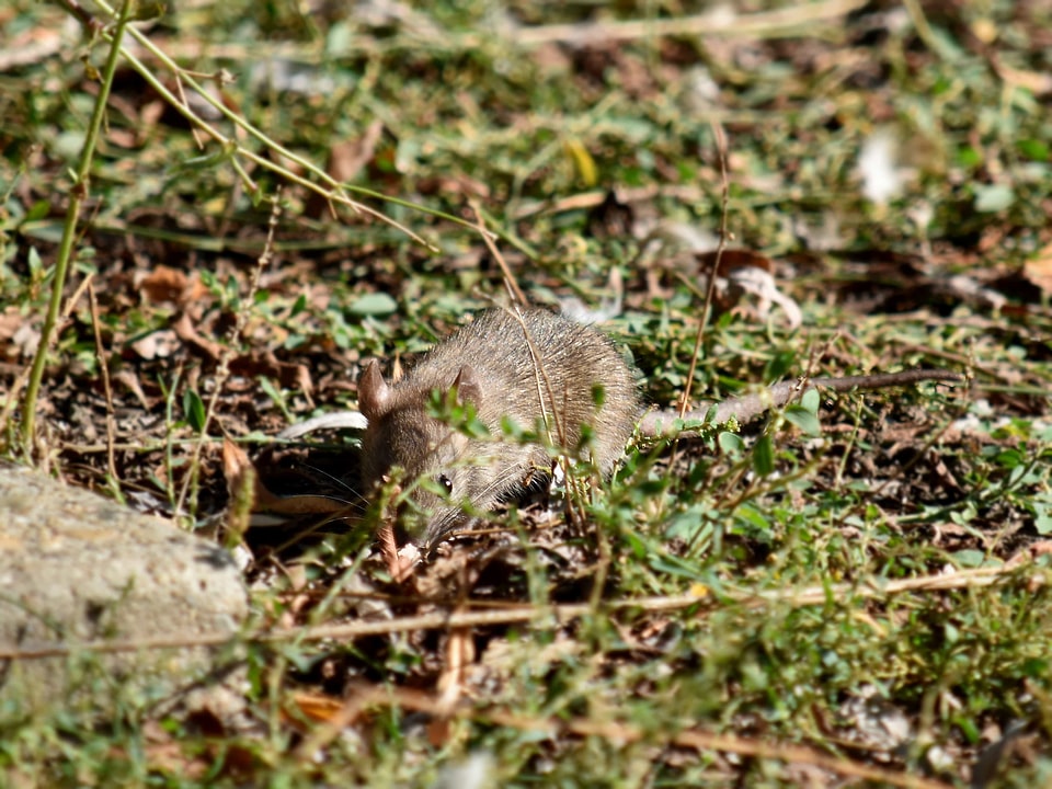 Mouse wildlife rodent