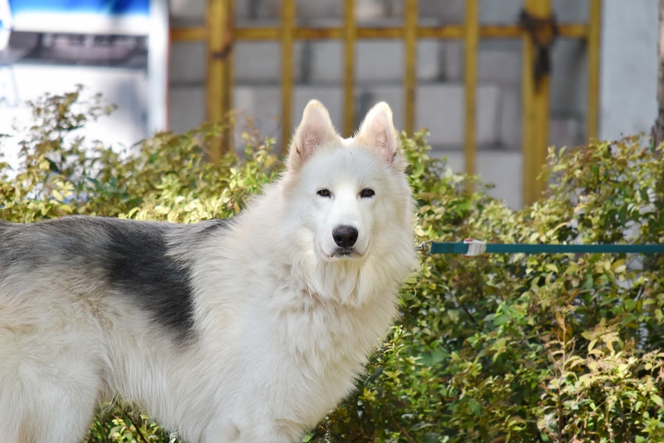 Husky sled dog pet photo