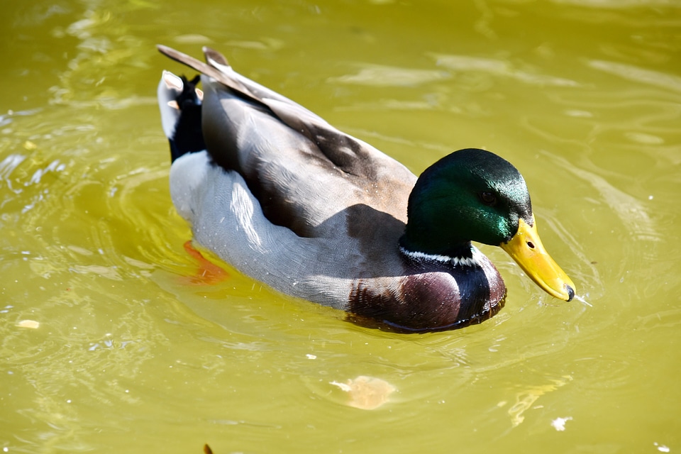 Mallard plumage wildlife