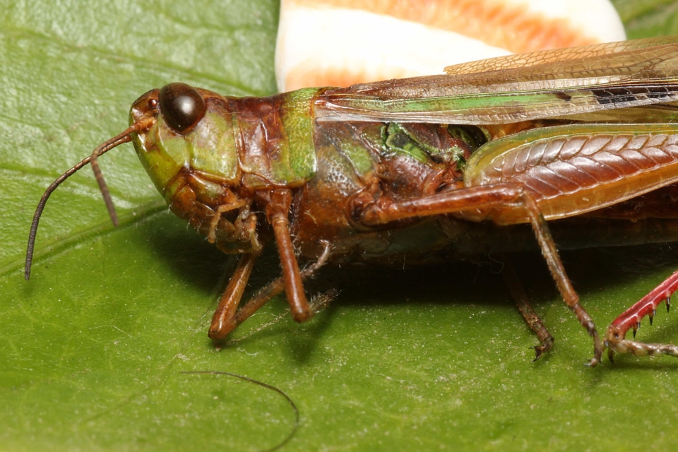 Details head locust