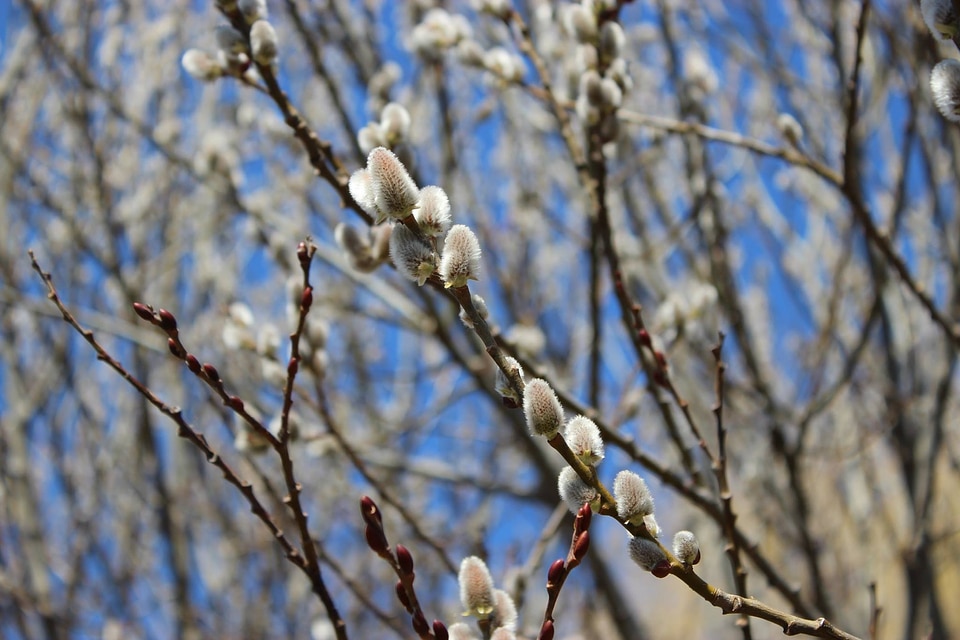 Branch season trees