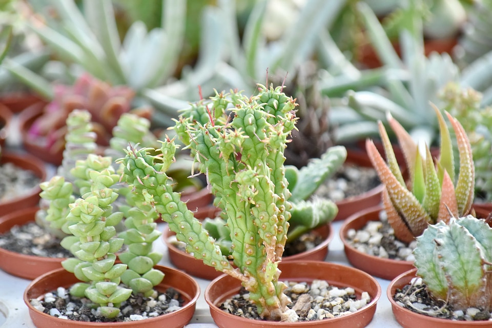 Botany cactus desert plant