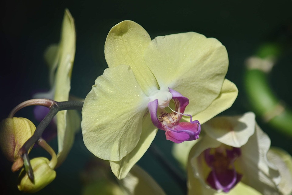 Beautiful Image biology botany