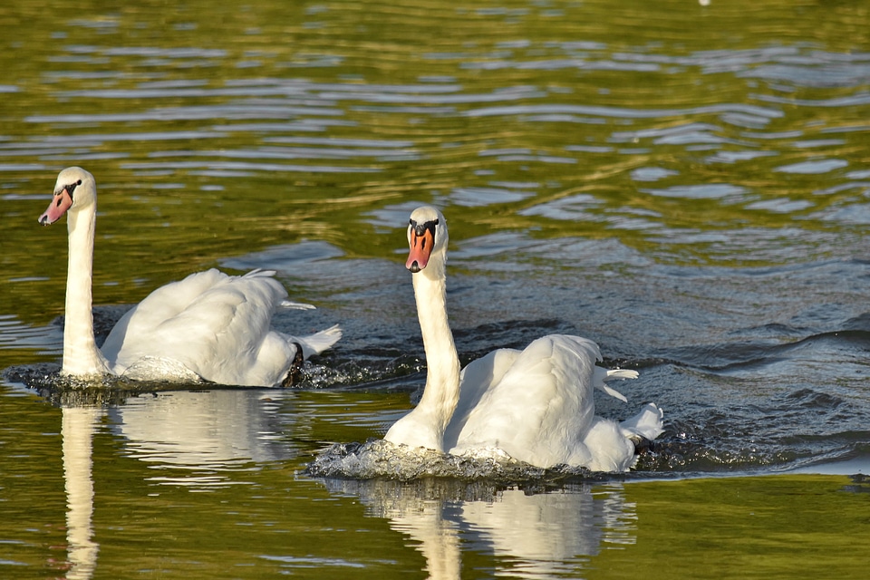 Swan swimming waves