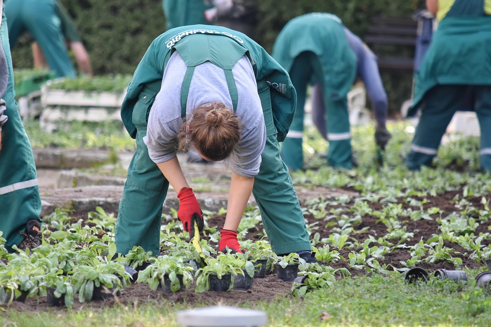 Gardener gardening plant material