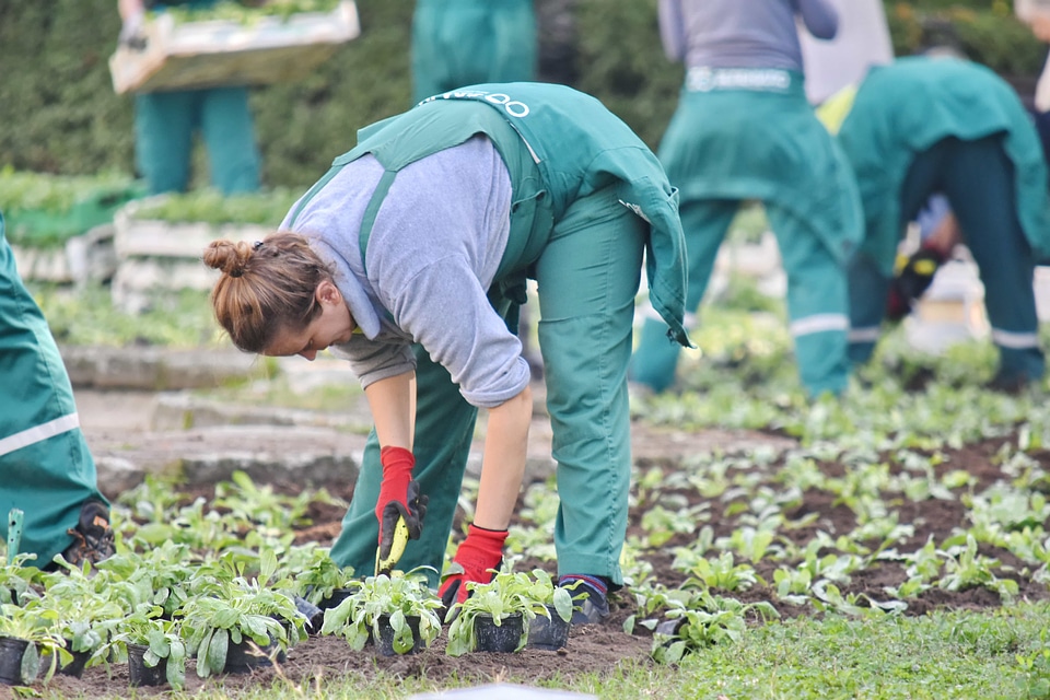Employee flower garden gardening