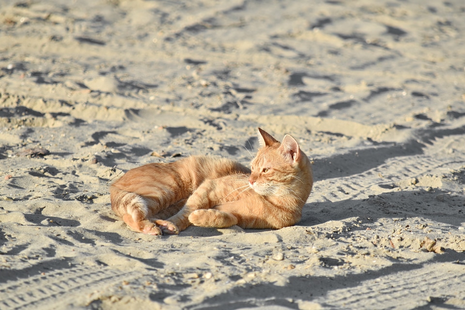 Beach domestic cat orange yellow