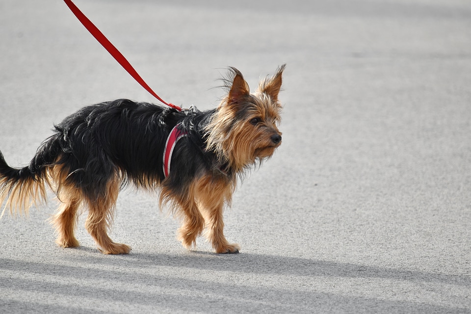 Adorable dog furry