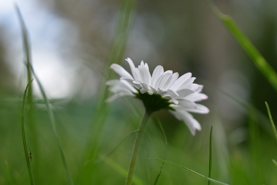 Blurry close-up daisy