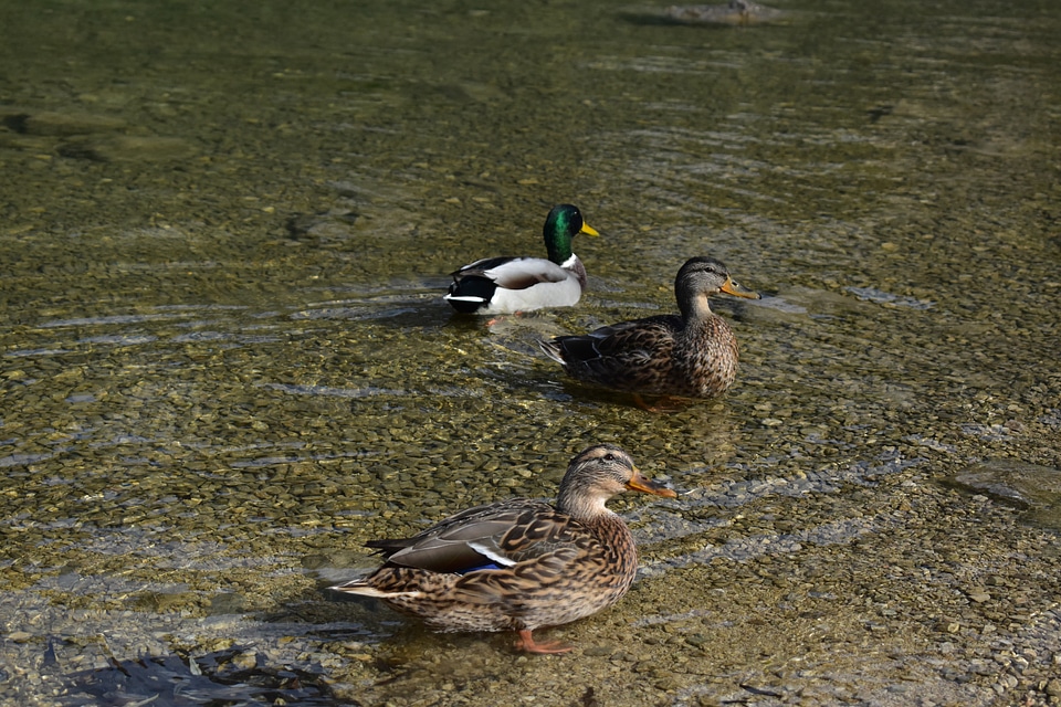 Bird Family flock mallard