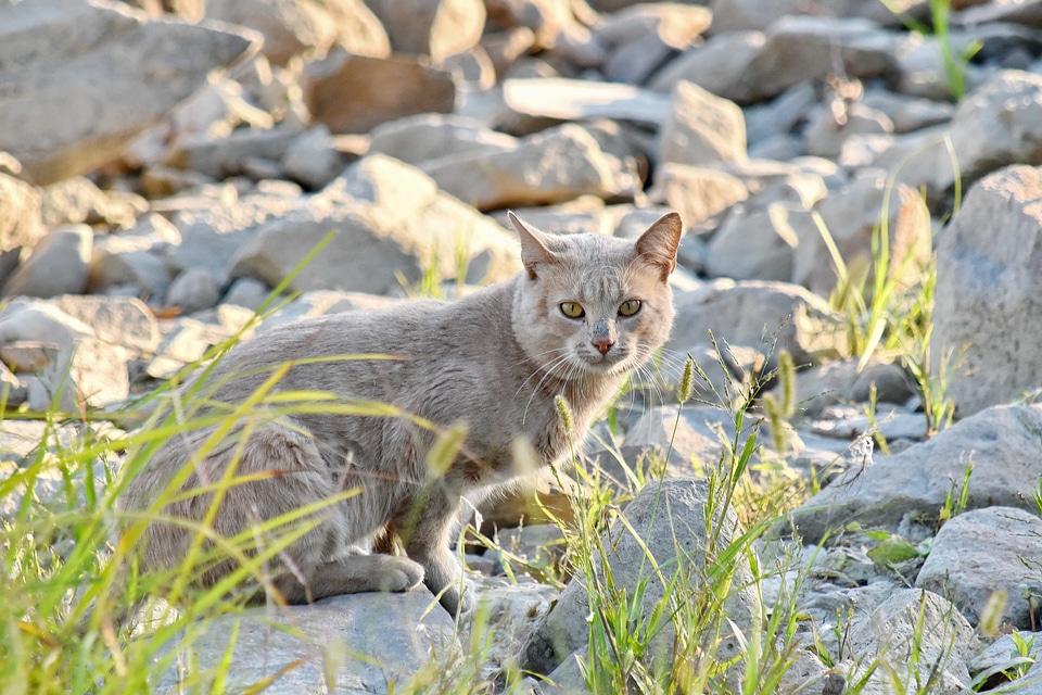 Big Rocks curiosity domestic cat
