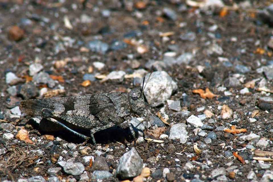 Camouflage grasshopper grey