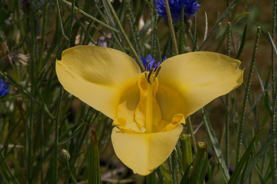 Close-Up meadow pistil