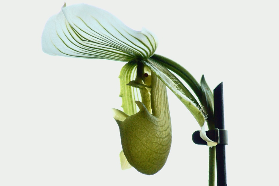 Elegant exotic green leaves