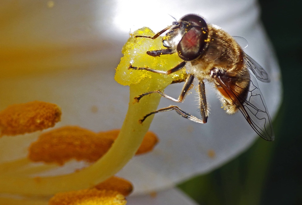 Bee detail eye