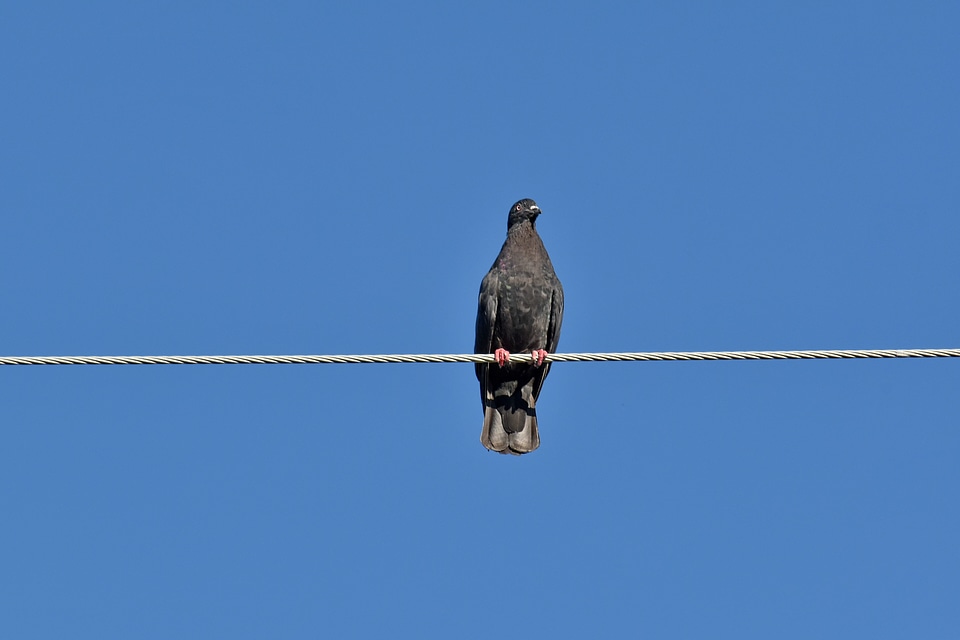 Dark Blue fair weather pigeon