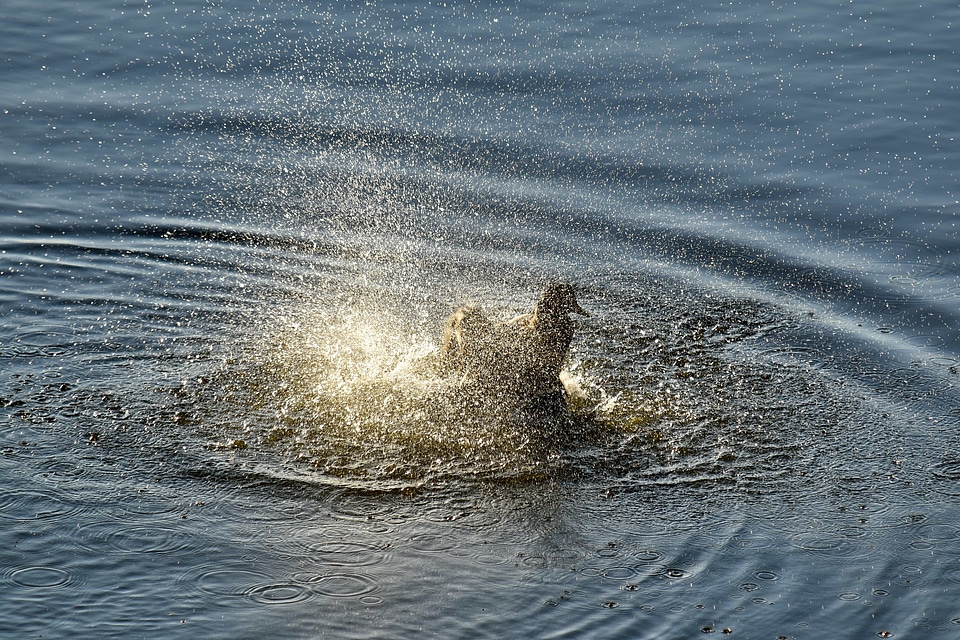 Bathing mallard natural habitat