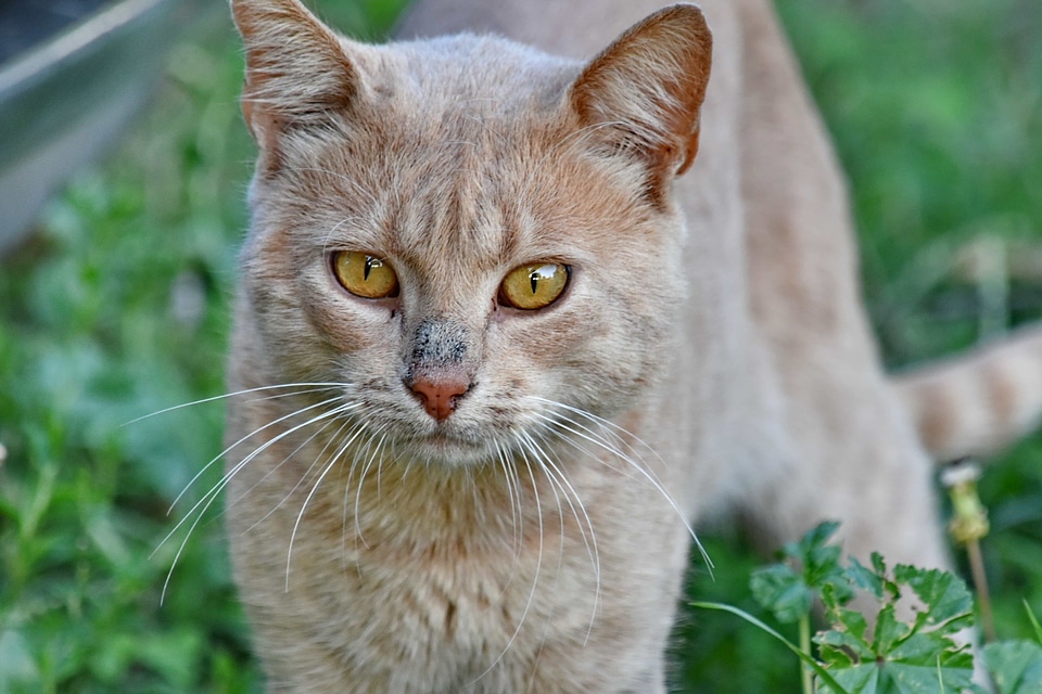 Domestic Cat eyes light brown