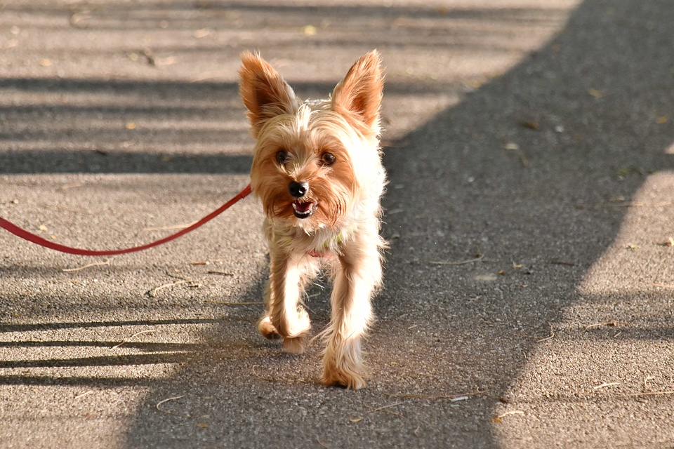 Dog light brown movement