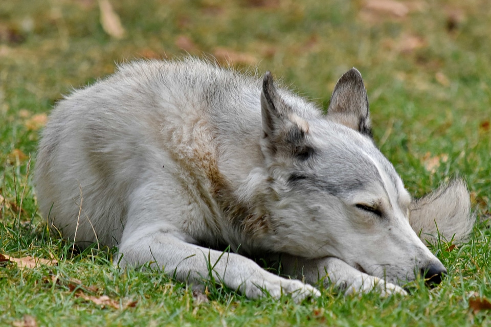 Husky laying pedigree