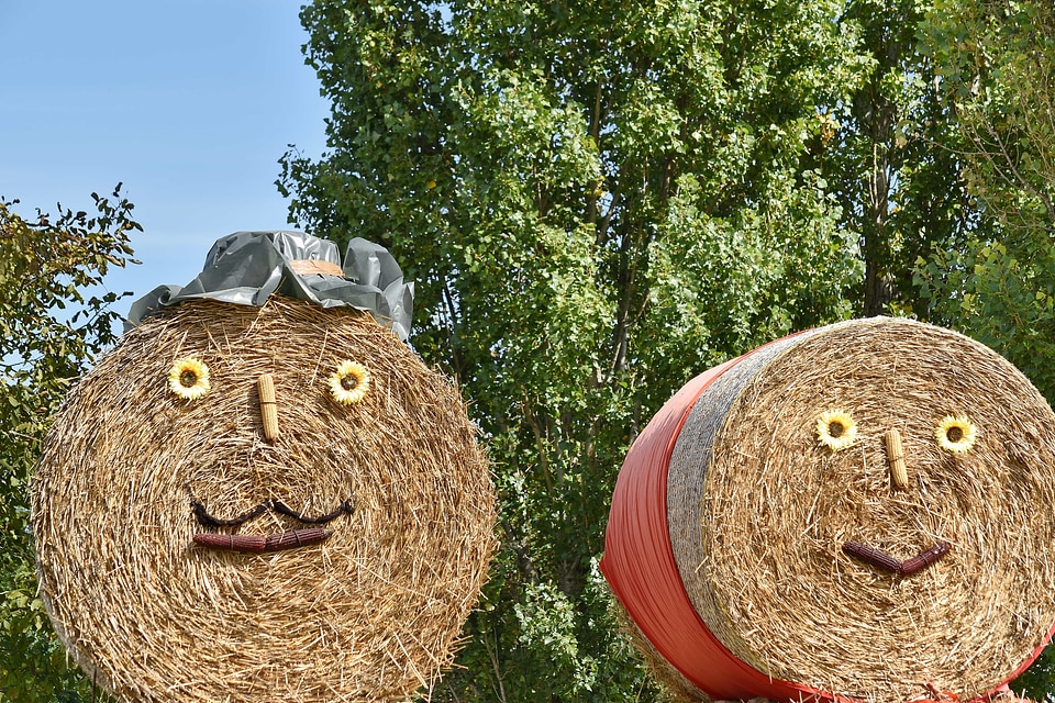 Harvest straw farm
