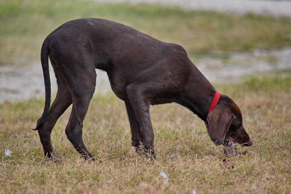 Brown eating purebred