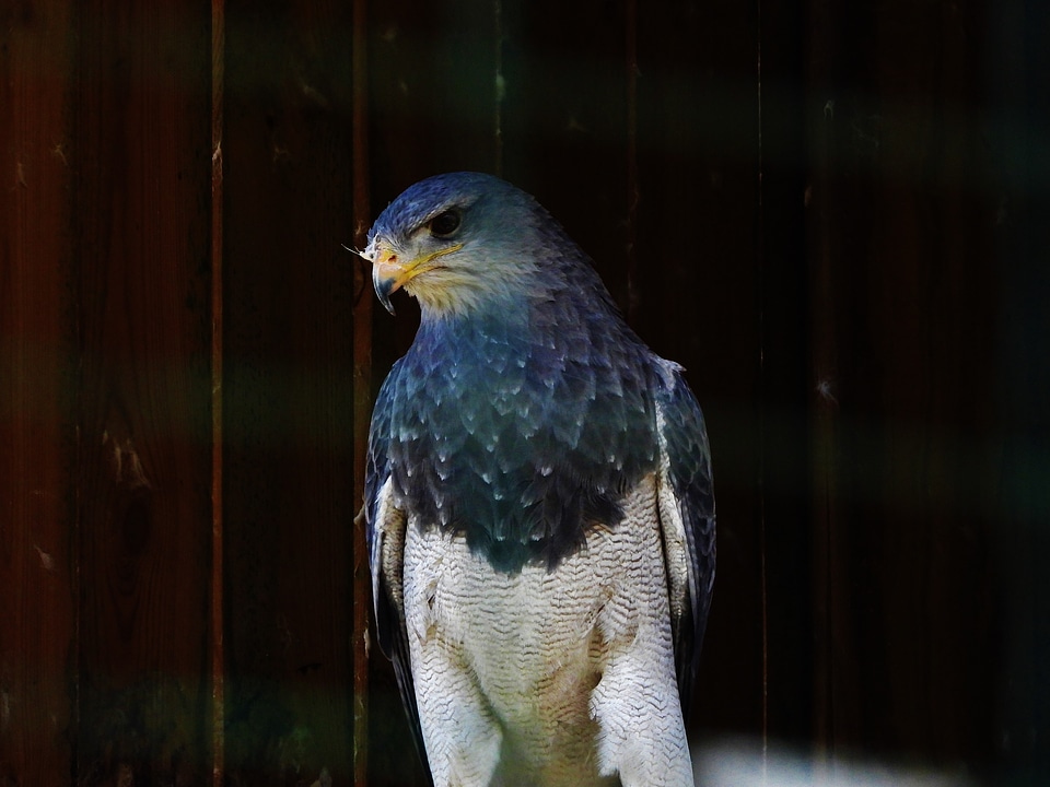 Bird colorful hawk