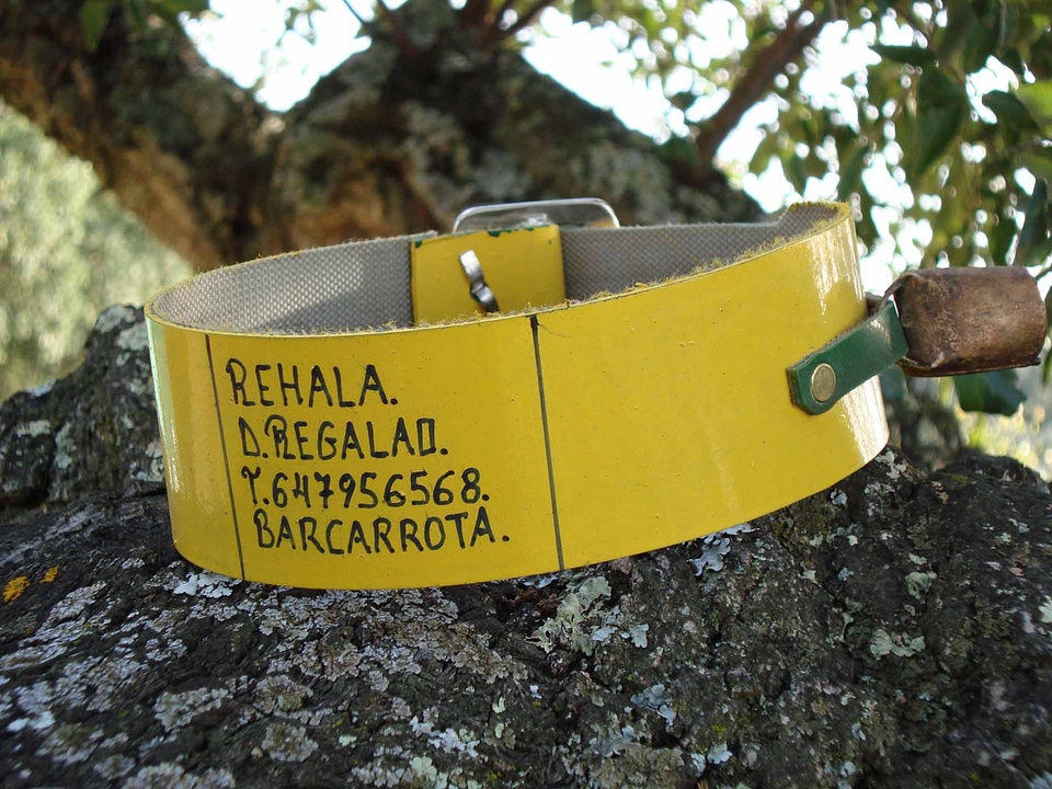 Big Rocks close-up collar