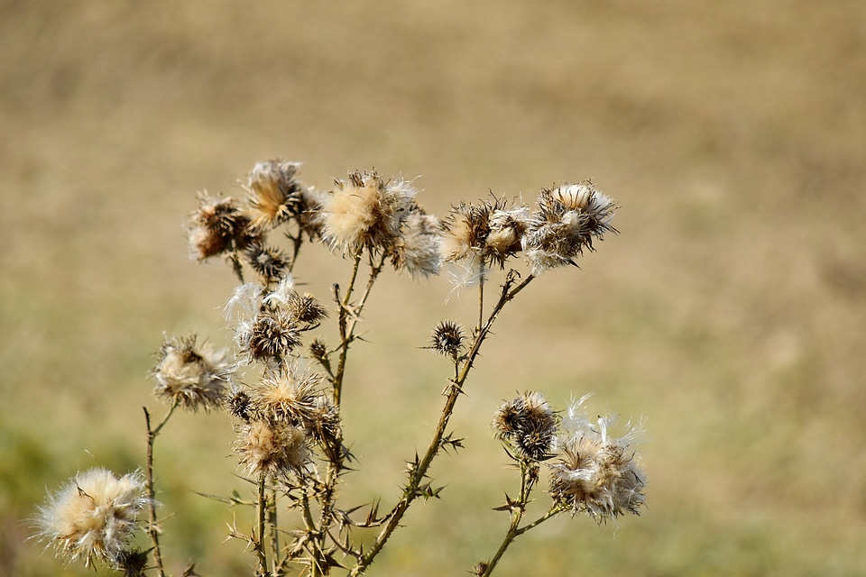 Dry plant nature