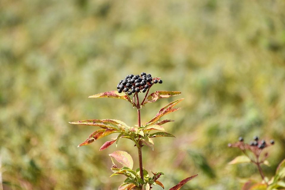 Nature plant herb