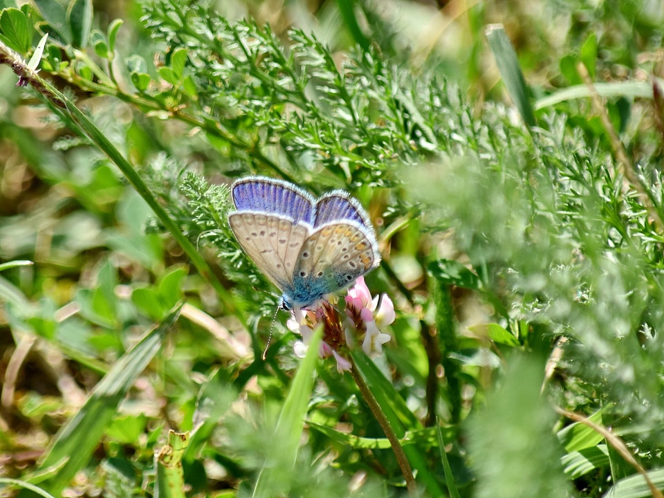 Summer insect outdoors