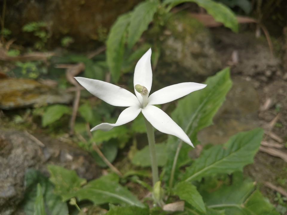 Green Grass green leaves petals photo