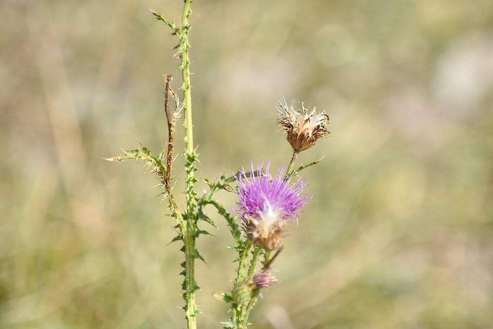 Flower wildlife plant