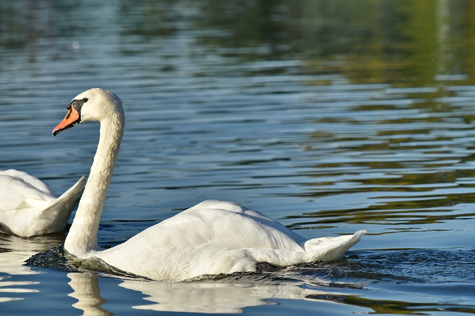 Daylight lakeside swan