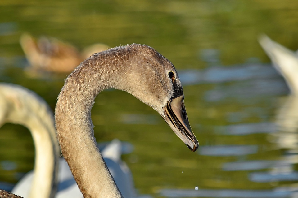 Flock movement neck