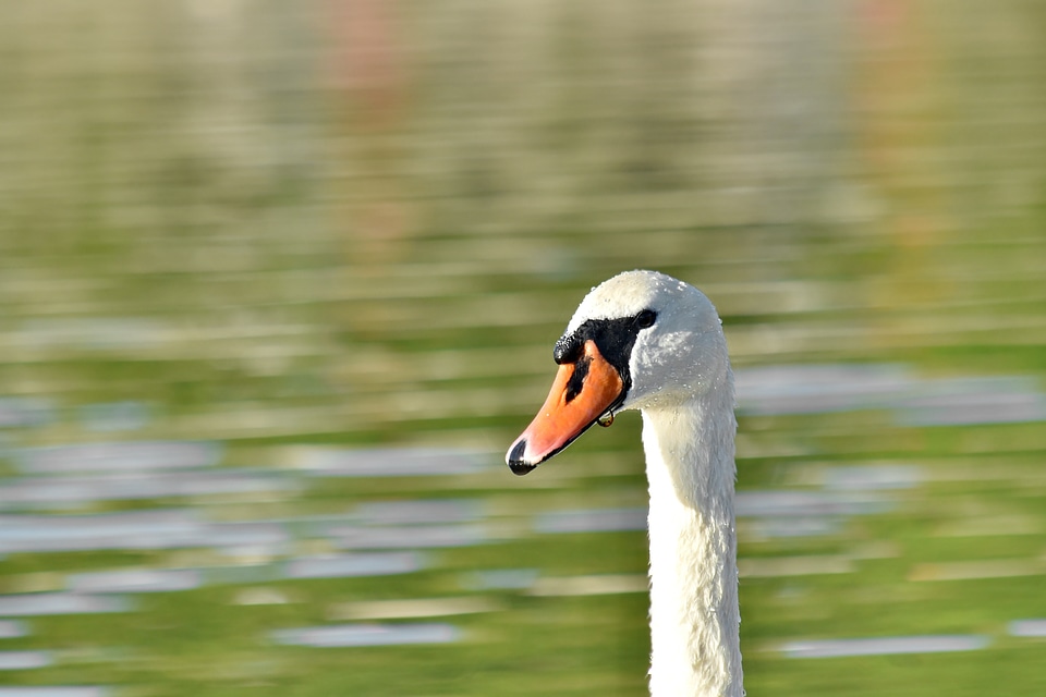 Bird blurry aquatic bird