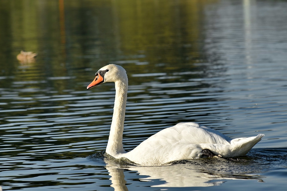 Beautiful Photo national park swan