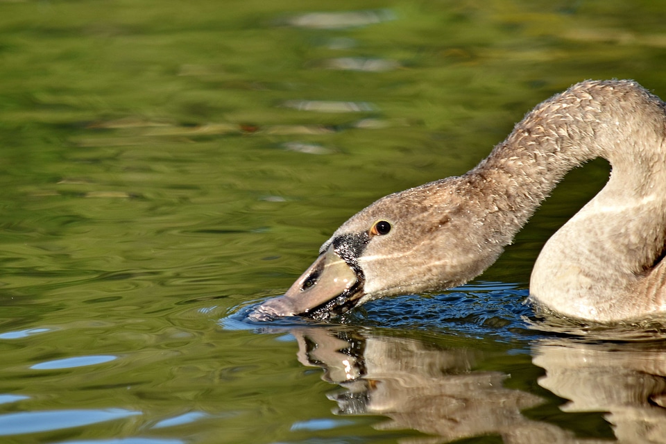 Beak beautiful image close-up