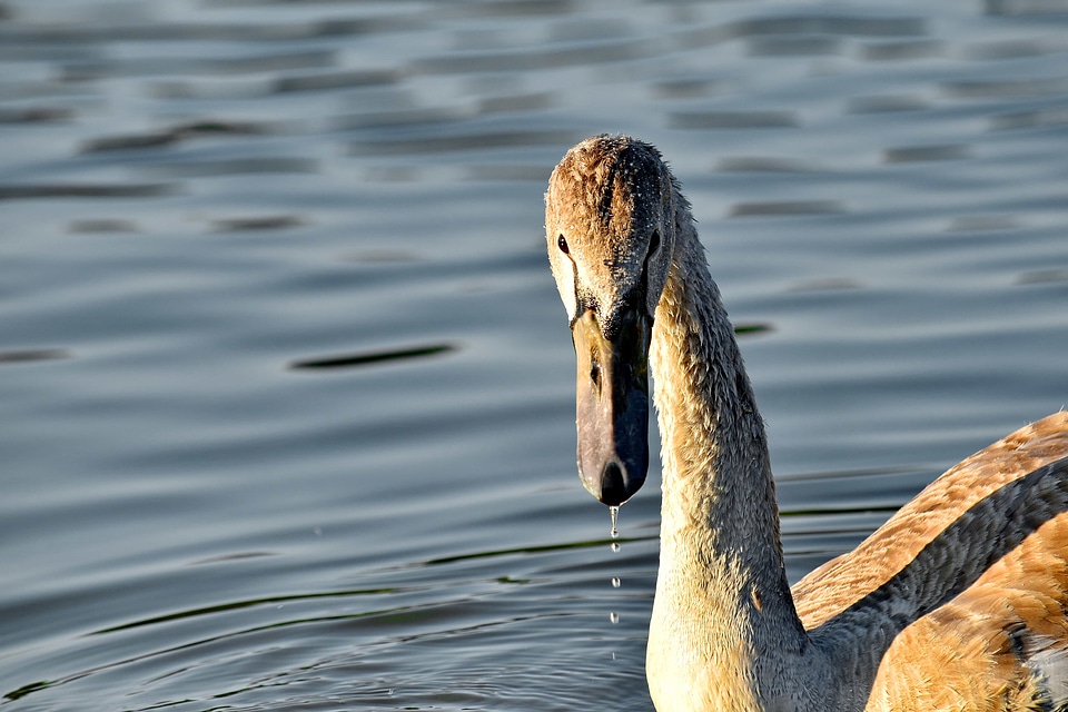 Beak beautiful image natural habitat
