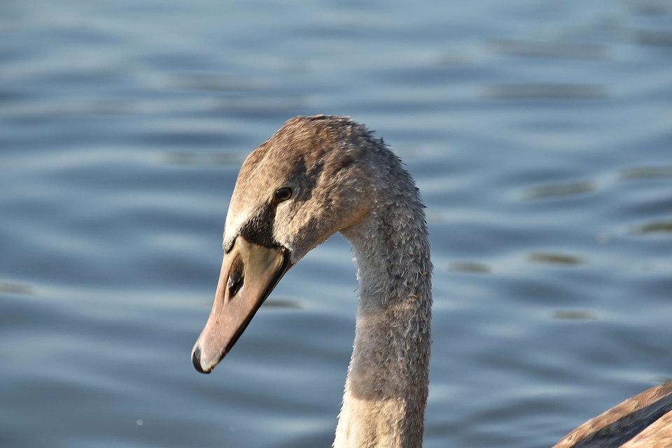 Swan youngster swimming