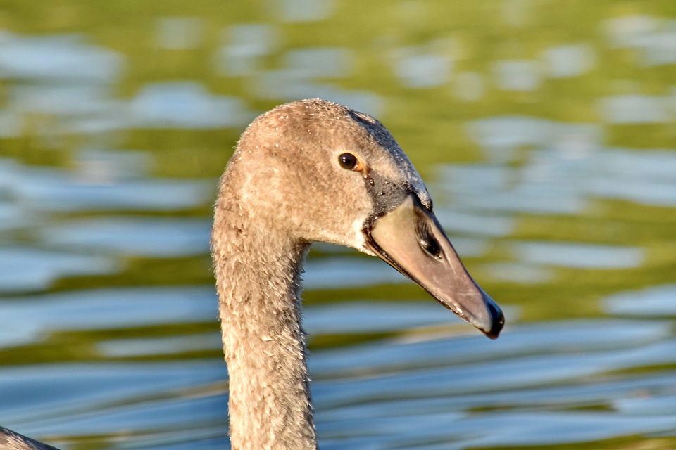 Bird portrait side view
