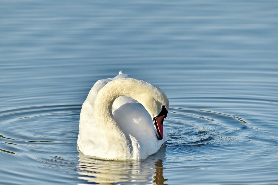 Neck purity sunshine