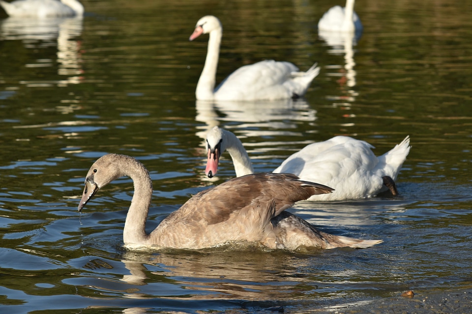 Aquatic Bird flock migration