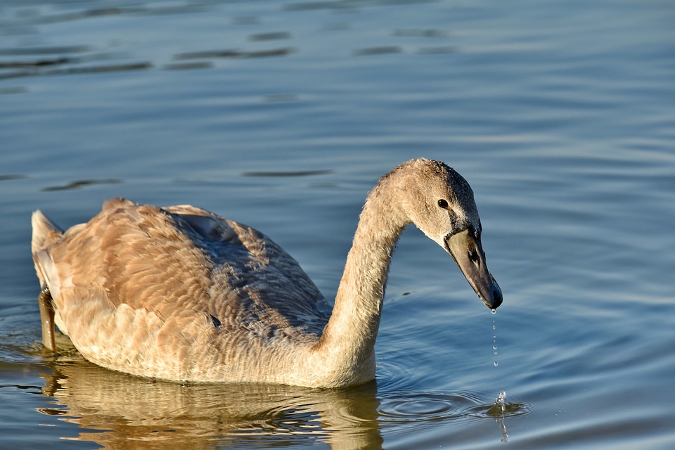 Beak grey migration