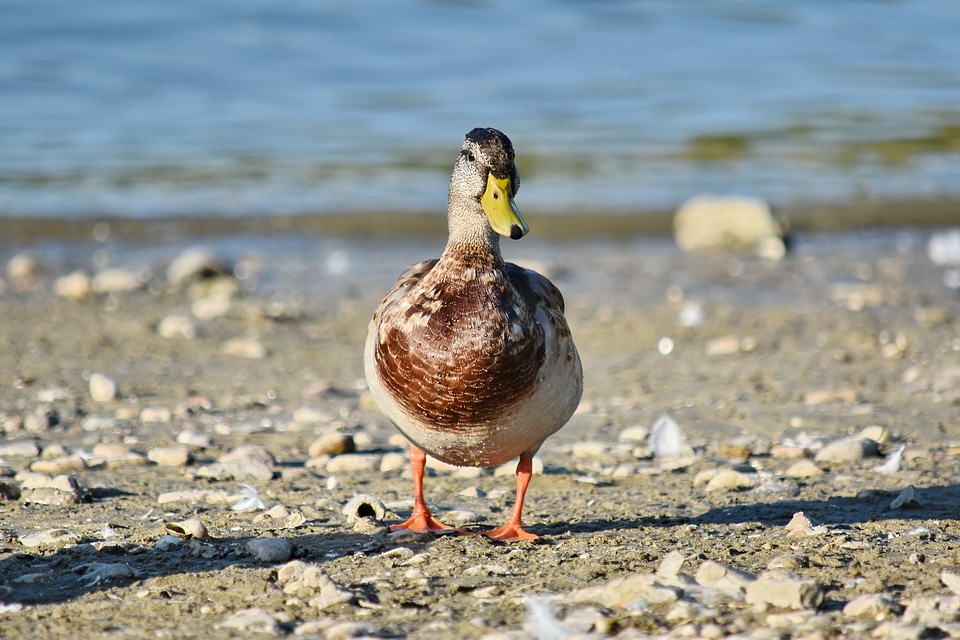 Coastline ducks frontal