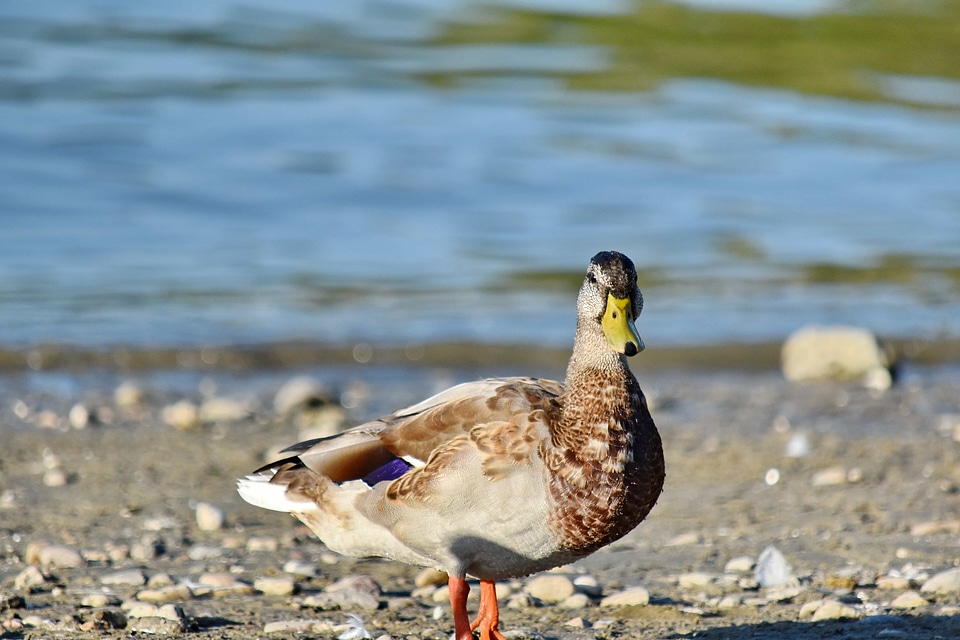 Beach mallard side view